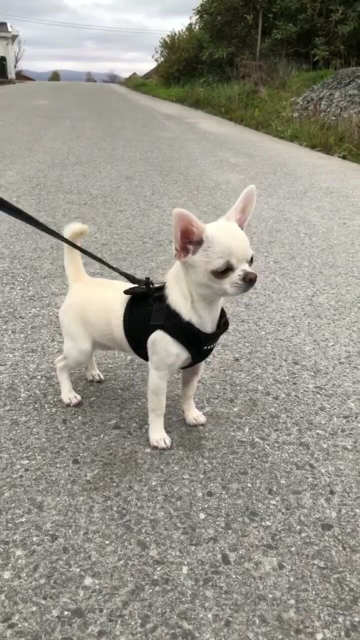 files/chihuahua.jpg